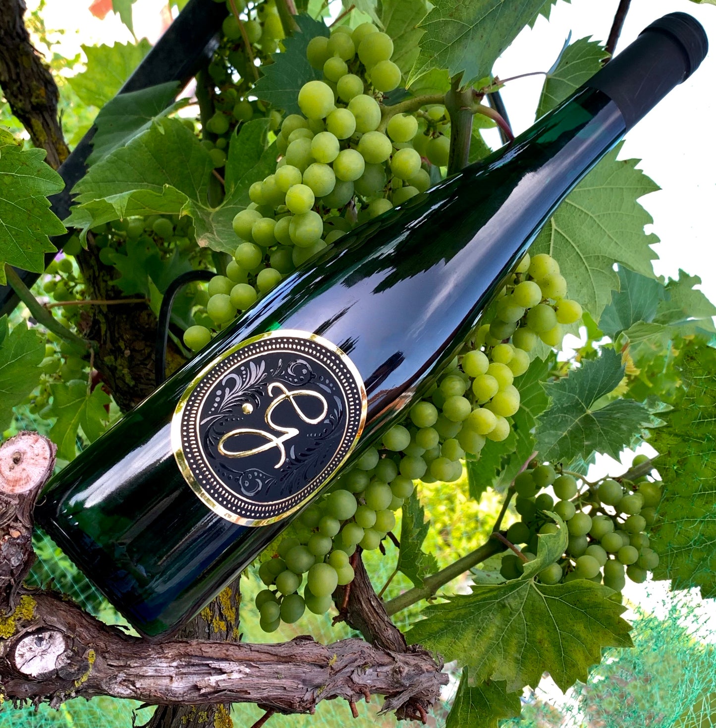 PUNTO G WINE (1Bottiglia)